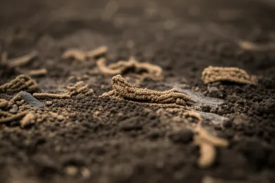 Illustration casting - Image 1