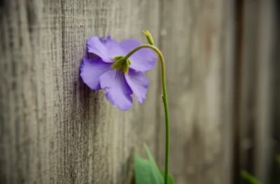 Illustration hinged - Image 1