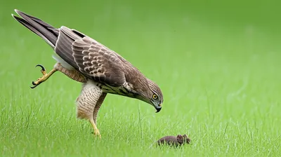 Illustration swooping - Image 1