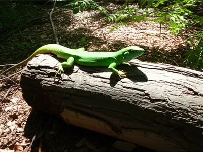 Illustration regeneration - Image 1