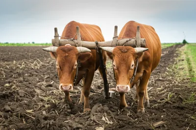 Illustration yoked - Image 1