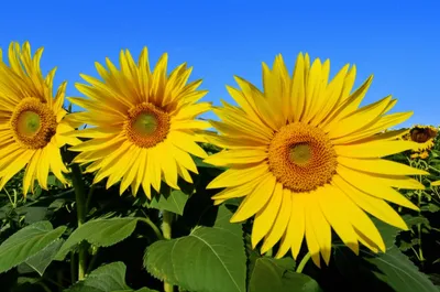 Illustration pos - Image 1