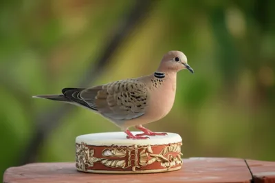 Illustration tambourins - Image 1