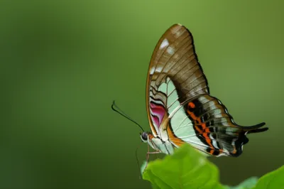 Illustration plain - Image 1