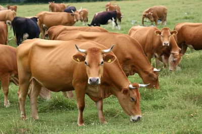 Illustration polled - Image 1