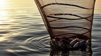 Illustration nets - Image 1