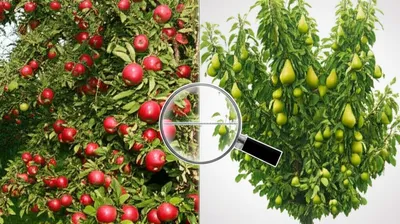 Illustration comparing - Image 1