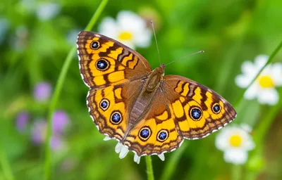 Illustration crescents - Image 1