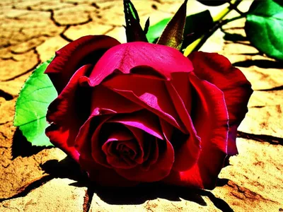 Illustration wallowed - Image 1