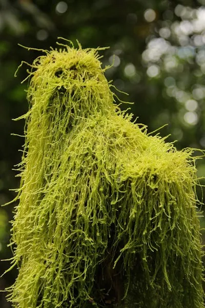 Illustration pendulous - Image 2