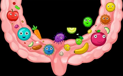 Illustration digestive