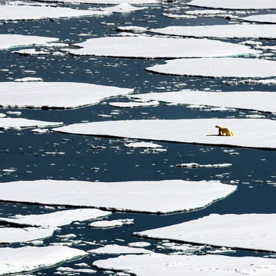 Illustration floes - Image 1