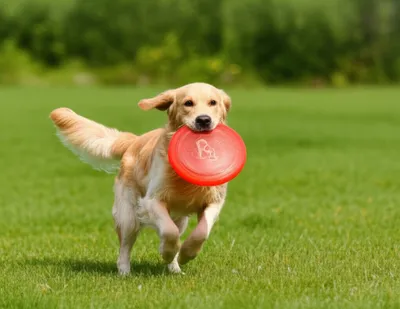 Illustration fets - Image 1