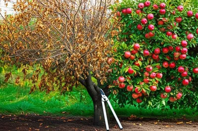 Illustration pruning - Image 1