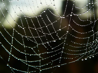 Illustration spangle - Image 1