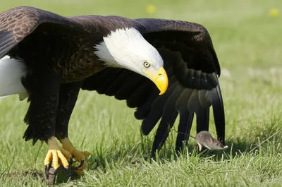 Illustration raptor - Image 1