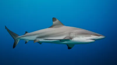 Illustration whalers - Image 1