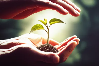 Illustration conservation