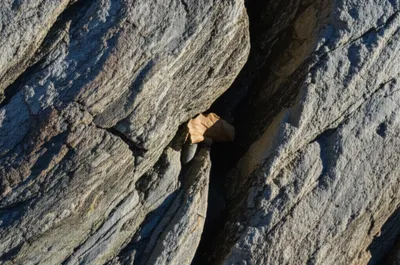 Illustration cleavage - Image 1