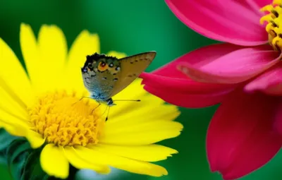 Illustration kiss - Image 1