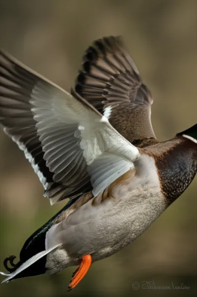 Illustration speculum - Image 1