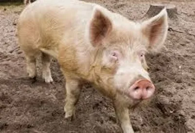 Illustration hog - Image 2