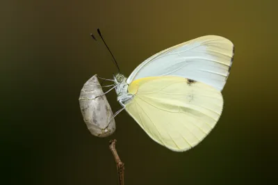 Illustration psyche - Image 1