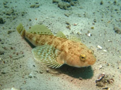 Illustration dabs - Image 1