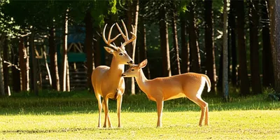 Illustration bucking - Image 1