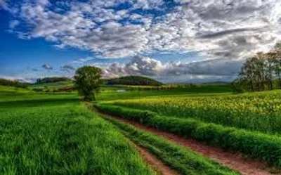 Illustration field - Image 2