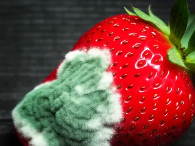 Illustration molded - Image 1