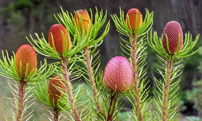 Illustration coneflowers - Image 1