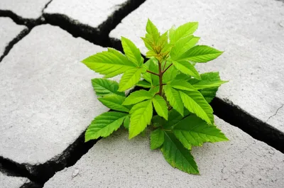 Illustration counteracts