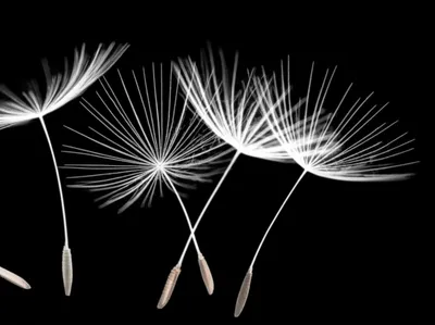 Illustration plate - Image 1