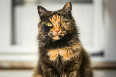 Illustration tortoiseshell - Image 1