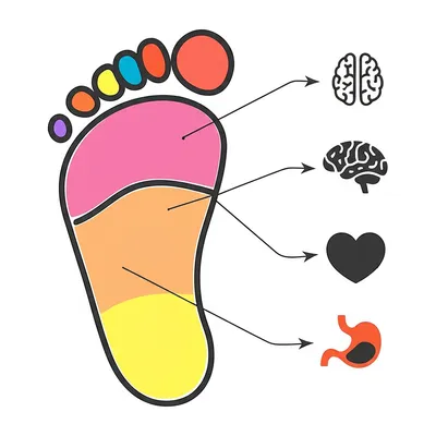 Illustration reflexology