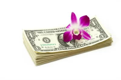 Illustration garnish - Image 1