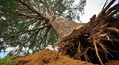 Illustration extirpate - Image 1