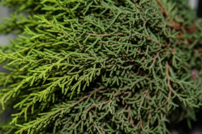 Illustration sprays - Image 1