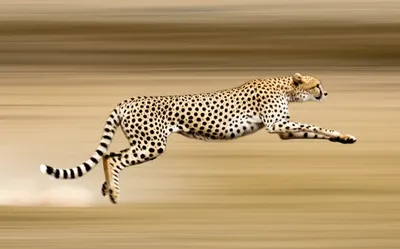 Illustration ran - Image 1