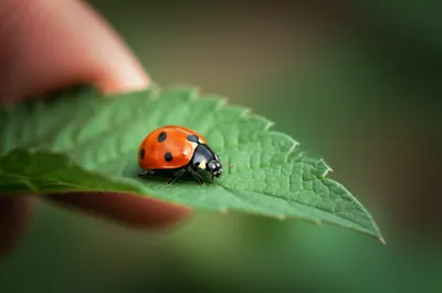 Illustration macroscopic