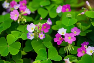 Illustration oxalis - Image 1