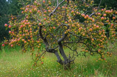 Illustration crab - Image 1