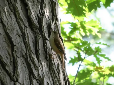 Illustration treecreeper