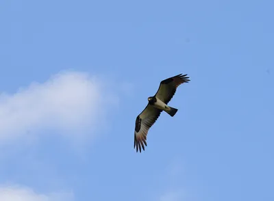 Illustration readily - Image 1