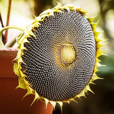 Illustration lop - Image 1