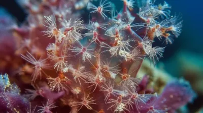 Illustration spicule - Image 1