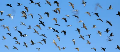 Illustration avian - Image 1