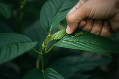 Illustration rash - Image 1