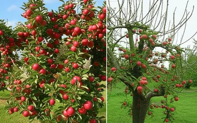 Illustration pruned - Image 1